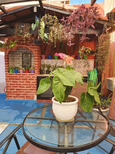 a glass table with a potted plant on top of it at Pousada Solar dos Cavaleiros Mendes in Macaé