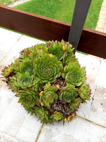 a green plant is sitting on the ground at Apartment Sijakovic in Mokra Gora