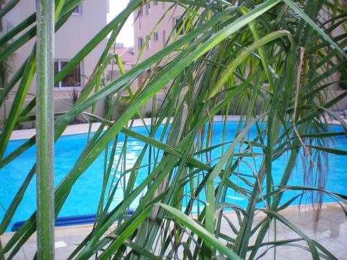 a close up of a plant next to a swimming pool at 103 ELEGANT 2 bed apartment with free Wifi, AC, pool & gym! in Larnaka