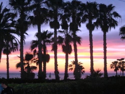 a group of palm trees in front of a sunset at 103 ELEGANT 2 bed apartment with free Wifi, AC, pool & gym! in Larnaka