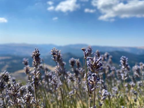 a field of purple flowers on top of a mountain at La Bergerie du Haut Var in Bargème