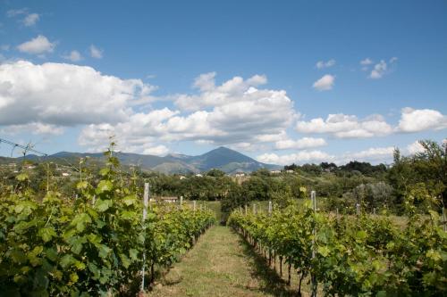 een rij wijnstokken in een wijngaard met bergen op de achtergrond bij Palazzo Tronconi in Arce