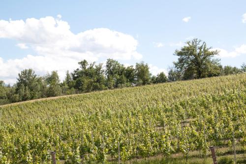 a field of corn on a hill with trees at Palazzo Tronconi agriturismo in Arce
