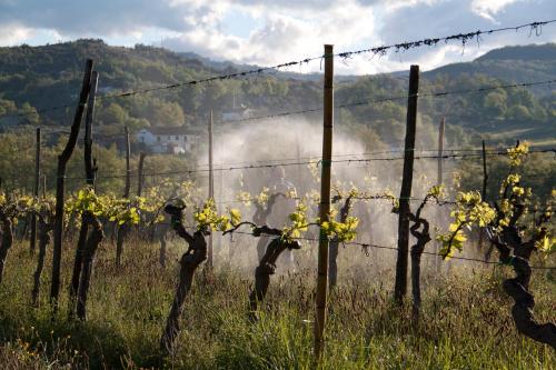 a barbed wire fence in a field with yellow flowers at Palazzo Tronconi agriturismo in Arce