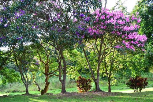a group of trees with purple flowers on them at Clubmed 23 in Hibberdene