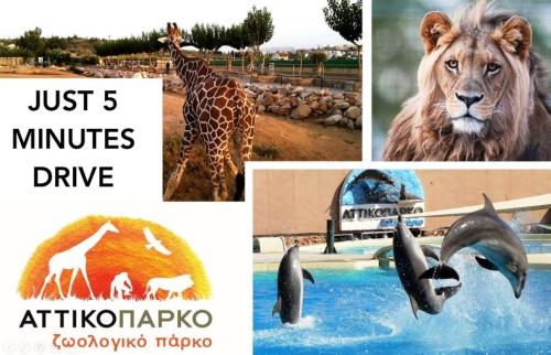 a collage of pictures of animals in a zoo at Nesto Athens Airport in Spáta