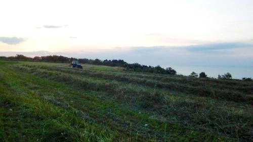 a large field with a tractor in the middle of it at Agriturismo La Costa dei Trabocchi in Torino di Sangro