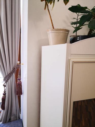 a plant on top of a white cabinet next to a curtain at Затишні апартаменти, Дерибасівська in Odesa