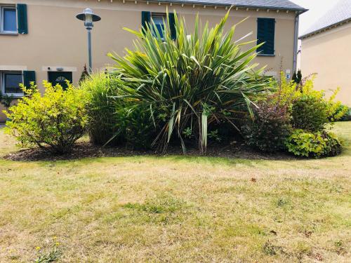 a plant in a yard in front of a house at La Cancalaise - Bel appartement T4 tout confort - proche de la plage - Cancale in Cancale