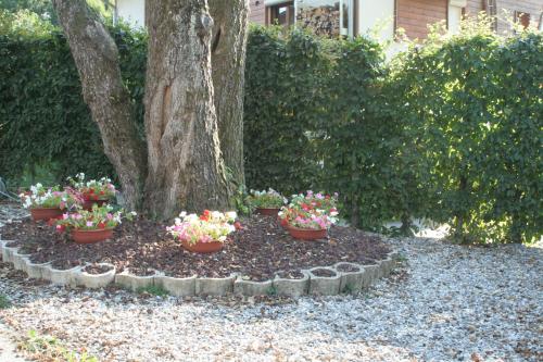 a group of flowers in pots in front of a tree at Studio "Le Plan du Crêt" in Mercury