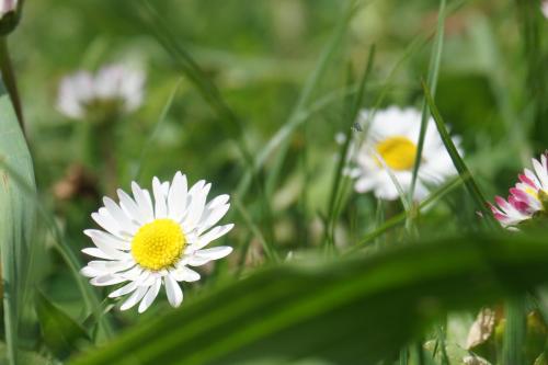 a group of white flowers in the grass at Appartements Blumenwiese in Ramsau am Dachstein