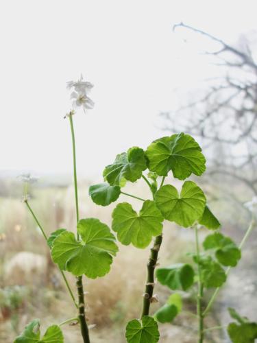 a plant with green leaves in a window at Vikens bed and Breakfast in Viken
