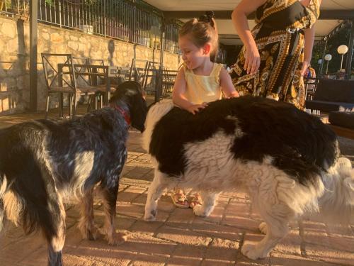 a little girl sitting on top of two dogs at SetterHouseAgriHotel in Trevi