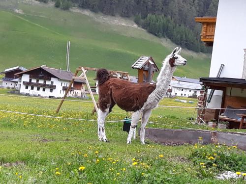 Animales en el departamento o alrededores