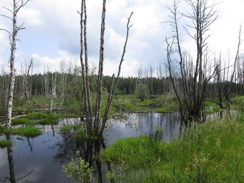a swampy area with trees in the water at Gästehaus Aurelia in Wiesau