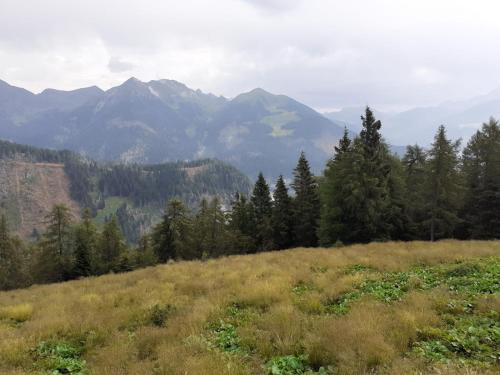 a grassy hill with trees and mountains in the background at B&B PRA' DEI CERVI in Telve