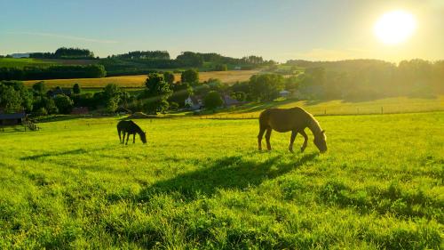 two horses grazing in a field with the sun in the background at Farma Hermína in Jilemnice