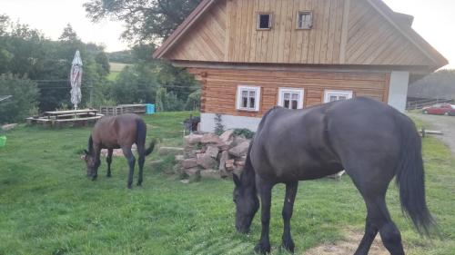 two horses grazing in the grass in front of a building at Farma Hermína in Jilemnice