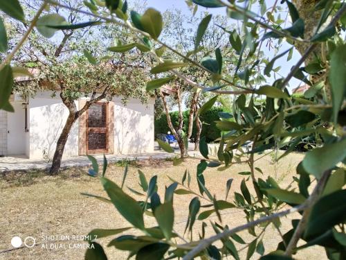 a house in the background with trees in the foreground at B&B Villagiulia in Sogliano Cavour