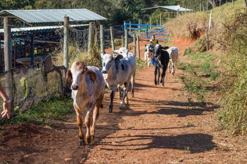 a herd of cows walking down a dirt road at Pousada Sonho Meu in Itanhandu
