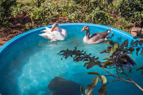 two ducks swimming in a pool of water at Pousada Sonho Meu in Itanhandu