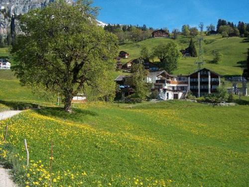 a green field with a tree and yellow flowers at Hotel Restaurant Cristal in Braunwald