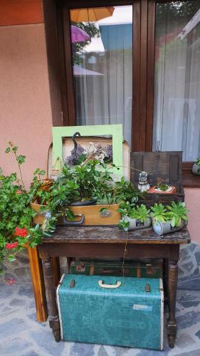 a table with plants on top of it at Pensiunea Luna in Buşteni