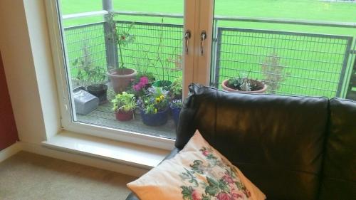 愛丁堡的住宿－holiday Apartment with two bathrooms, lift access，坐在窗户前的长沙发,上面有盆栽植物