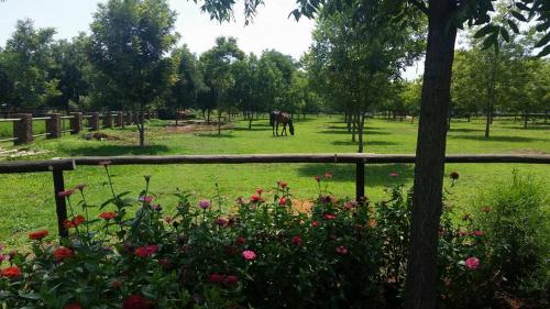 a horse in a field with a fence and flowers at Green Willows Guest House in Skeerpoort