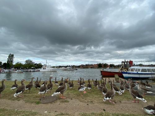 a flock of geese walking on the grass near the water at Swan View, Oulton Broad in Lowestoft