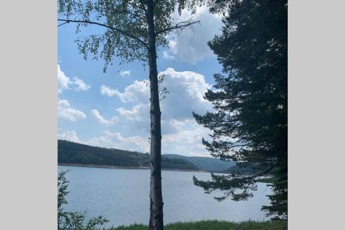two trees standing in front of a lake at Appartement avec terrasse privative in Celles-sur-Plaine