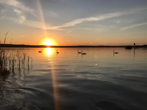 a group of ducks swimming in a lake at sunset at Ferienhaus an den Moorwiesen in Bad Saarow