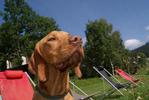 a brown dog is looking up at the sky at Grundnerhof in Arriach