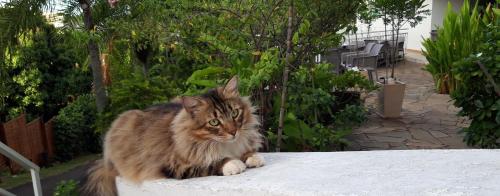 a cat sitting on top of a stone wall at Fare Suisse Tahiti - Guesthouse in Papeete