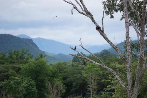 a bird perched on a tree branch in the mountains at I love phants Lodge in Ban Huai Thawai