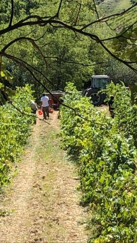 a man walking down a dirt road in a field at Podere Ghiole in Montespertoli