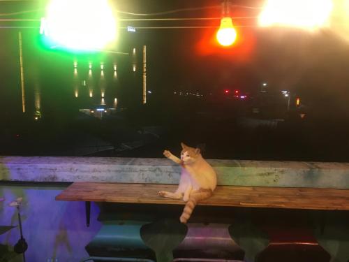 a cat sitting on a wooden bench at night at Jarasum Guest House in Gapyeong