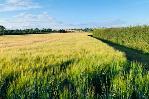 a long shadow in a field of tall grass at Boundary Stable in Pickering