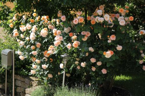 un montón de rosas rosas en un arbusto en Ferienwohnung am Rosengarten en Ebermannstadt