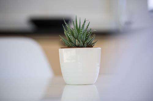 a white vase with a green plant in it at Gite in Franschhoek