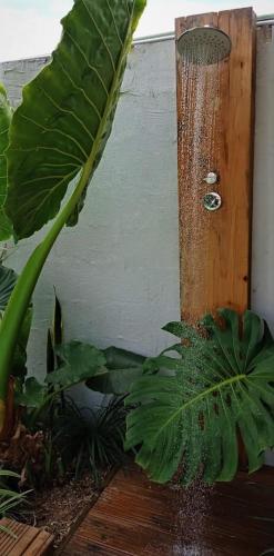 a close up of a plant next to a wall at Fleur de passion in Saint-André