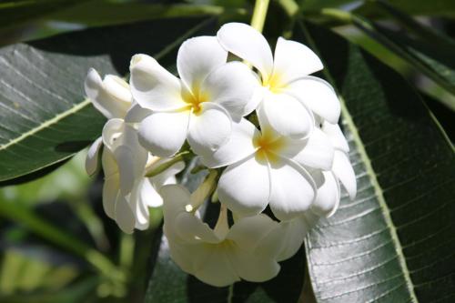 a bunch of white flowers on a tree at Villa Gaetano Unawatuna in Unawatuna