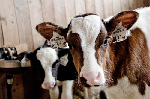 two cows with tags on their ears in a barn at Kleintödlinggut in Leogang