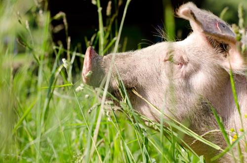 a pig walking through the tall grass at Kleintödlinggut in Leogang