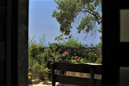 Gallery image of B&B dei Fiori in Praia a Mare