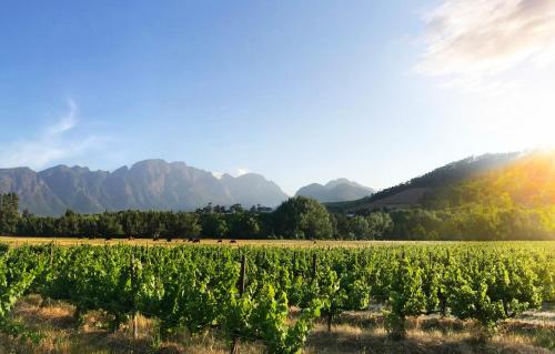 a field of crops with mountains in the background at Gite in Franschhoek
