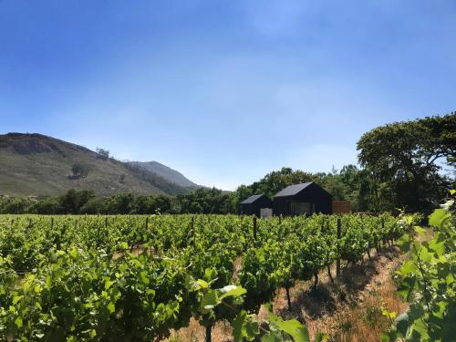 a field of vines with a barn in the background at Gite in Franschhoek
