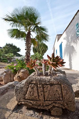 a rock with a palm tree on top of it at Miramare Residence in Favignana