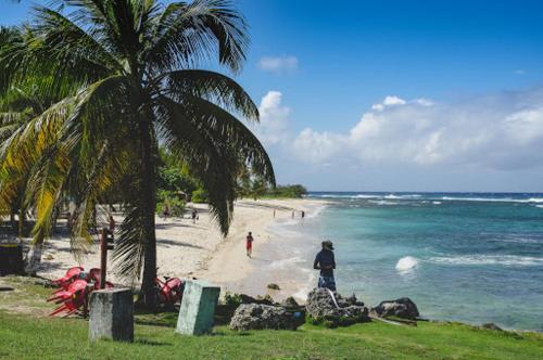 a beach with a palm tree and people on the beach at Alpinia in Petit-Canal