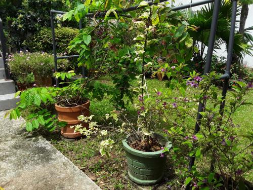 a garden with several pots of plants and flowers at Karl Holiday Bungalow in Kalutara